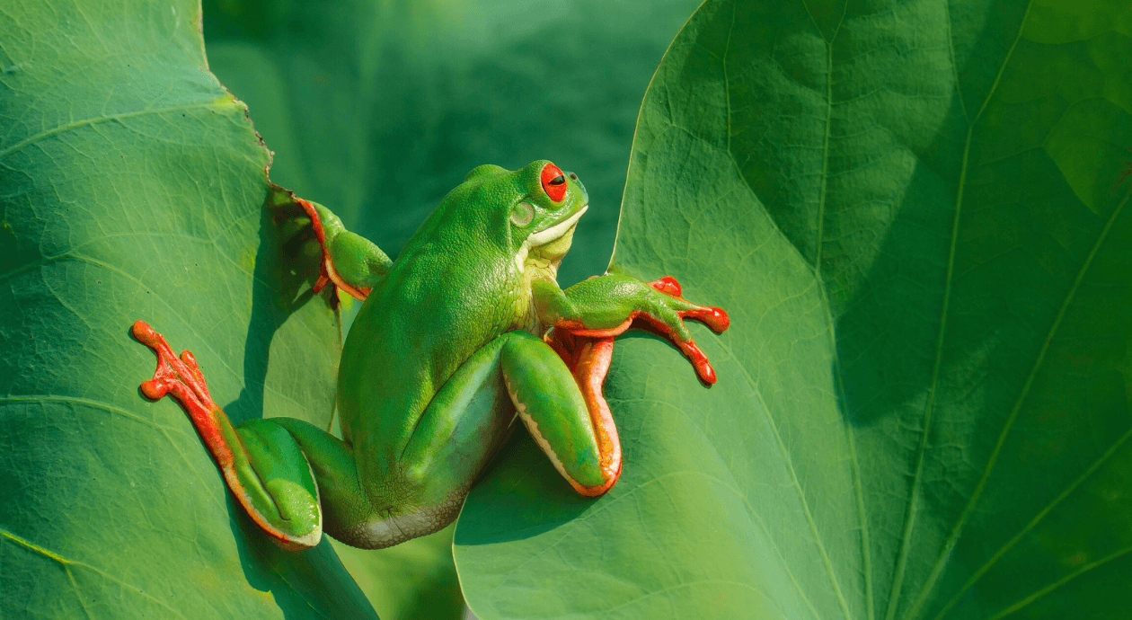 Screaming Frog: A Ferramenta que vai Mudar sua Forma de Fazer SEO!